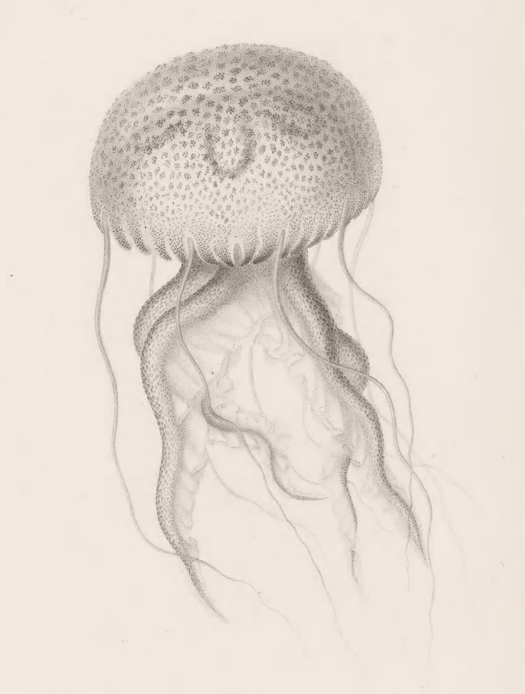 eBook Zoophytes big fish