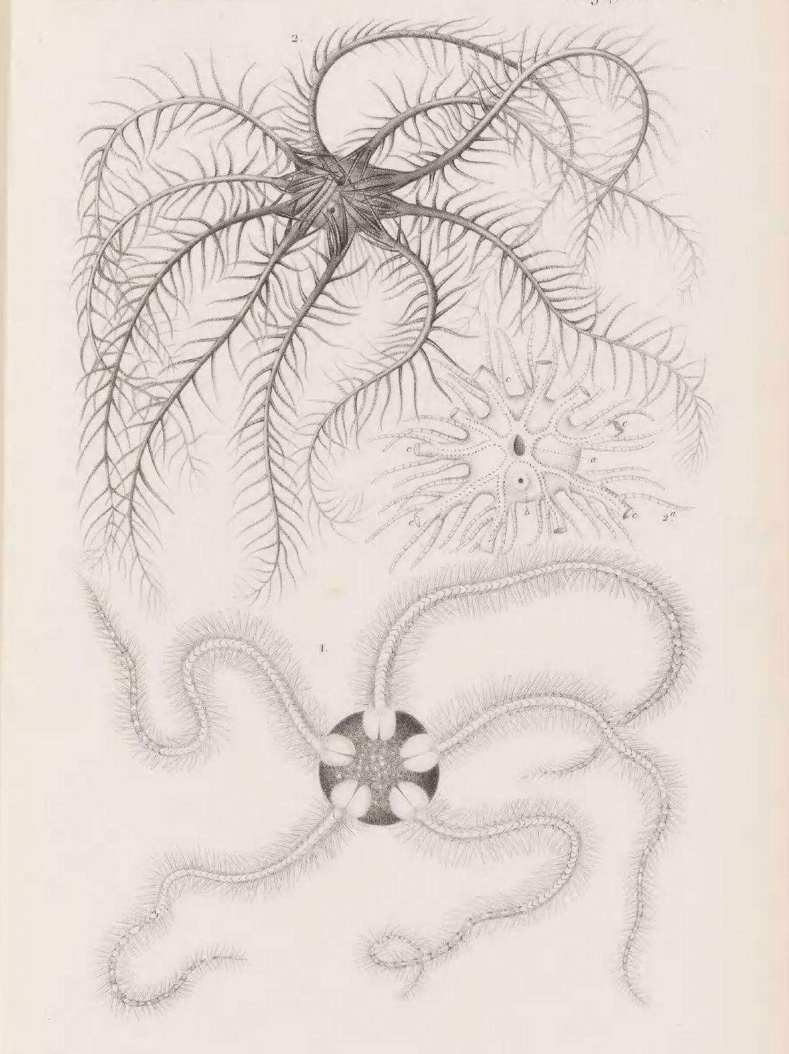 eBook Zoophytes big fish