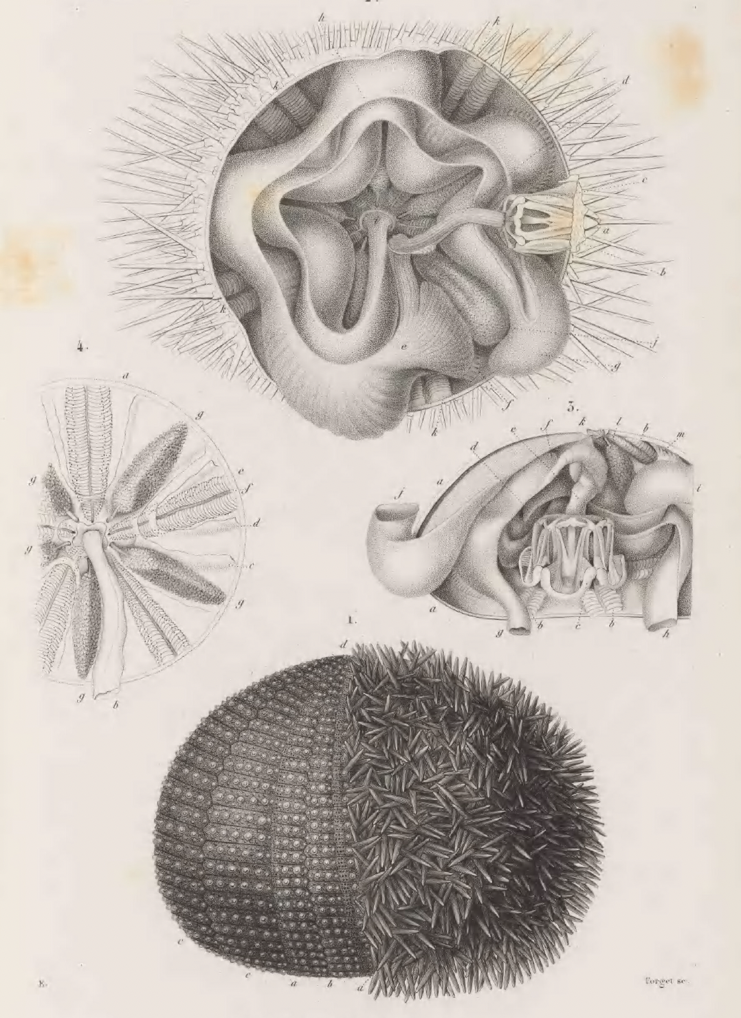 eBook Zoophytes big fish